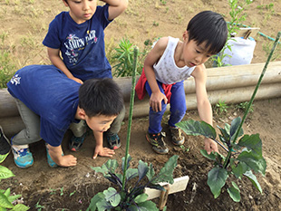 園で野菜を育てています。